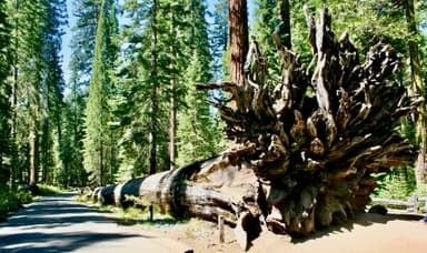 National Park Service Considers Transferring Yosemite Land To Developer